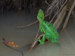 QueenVictoria2015-040